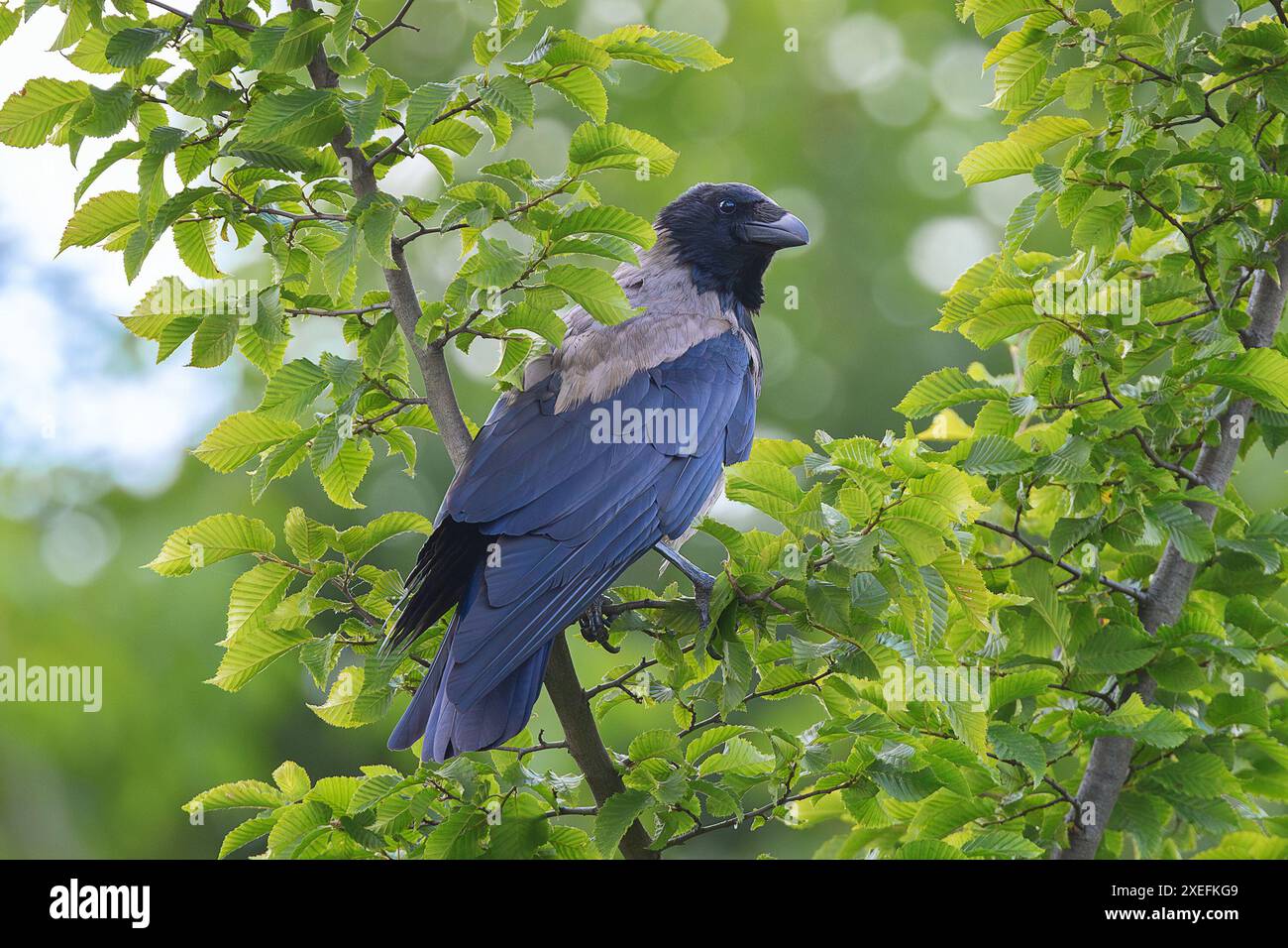 hooded crow perched on a leafy tree (Corvus corone cornix) Stock Photo