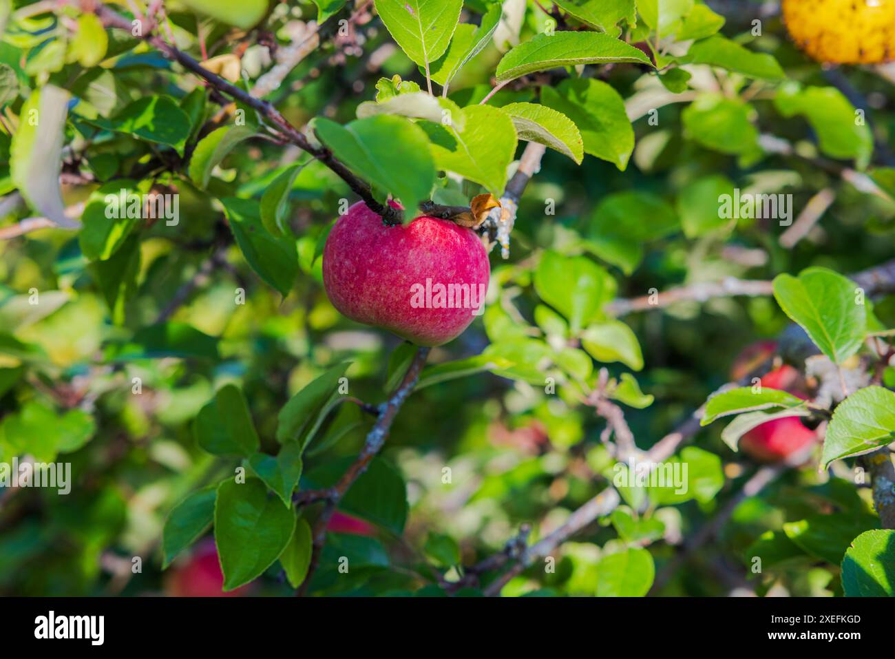 Close-up view of ripe red apple on an apple tree Stock Photo - Alamy
