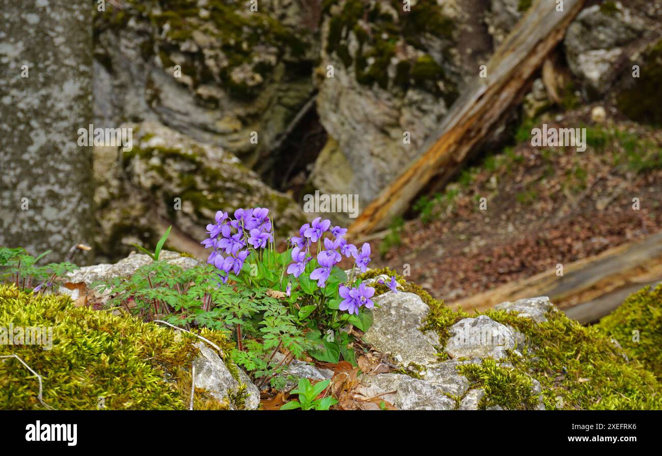 Wood violet at the rock sea path; Swabian Alb; at Albstadt-Laufen; germany Stock Photo