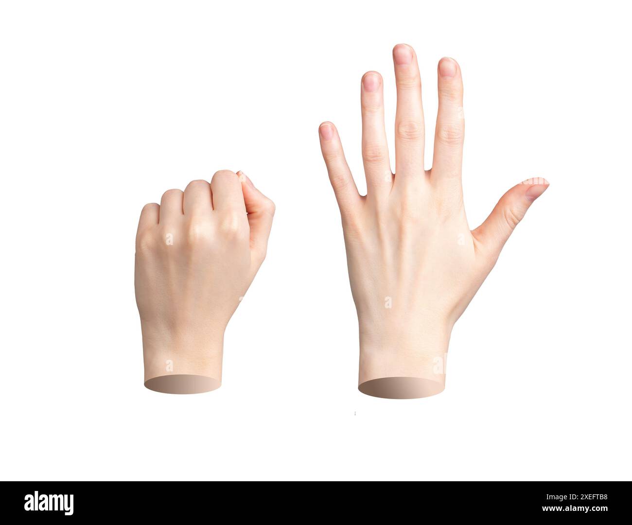 Hand gestures, clenched fist and open palm. Closed and spread fingers