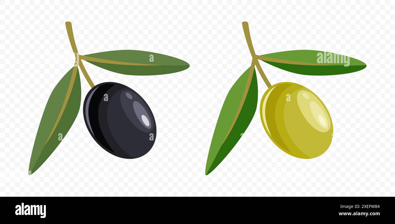 Flat Vector Black and Green Olives Set. Hand Drawn Olive Tree Berry ...