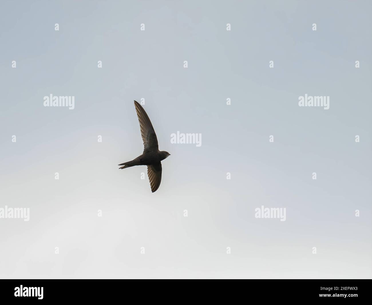 Common swift in flight isolated against the sky. Stock Photo