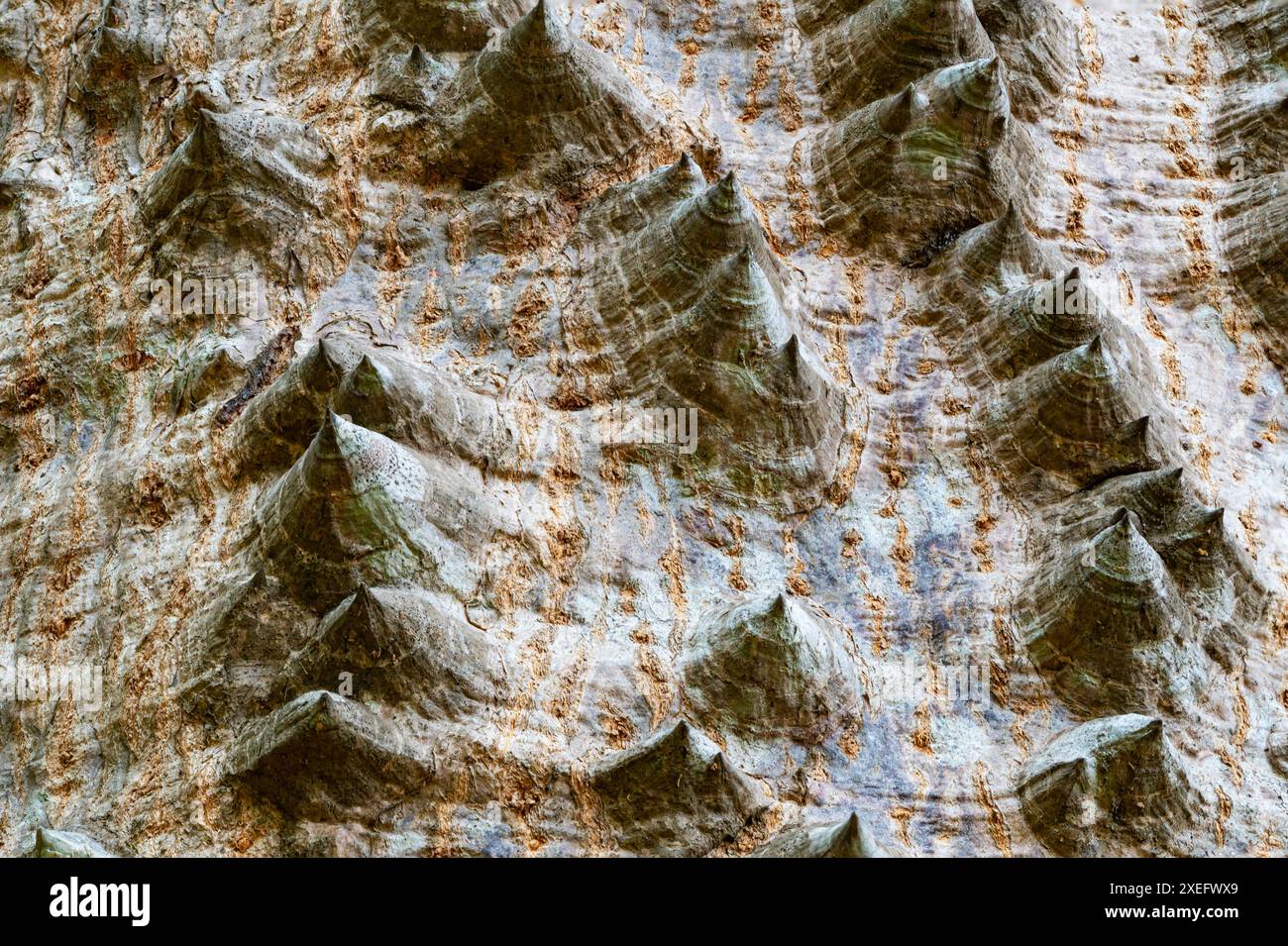 Spikes of the kapok tree hi-res stock photography and images - Alamy