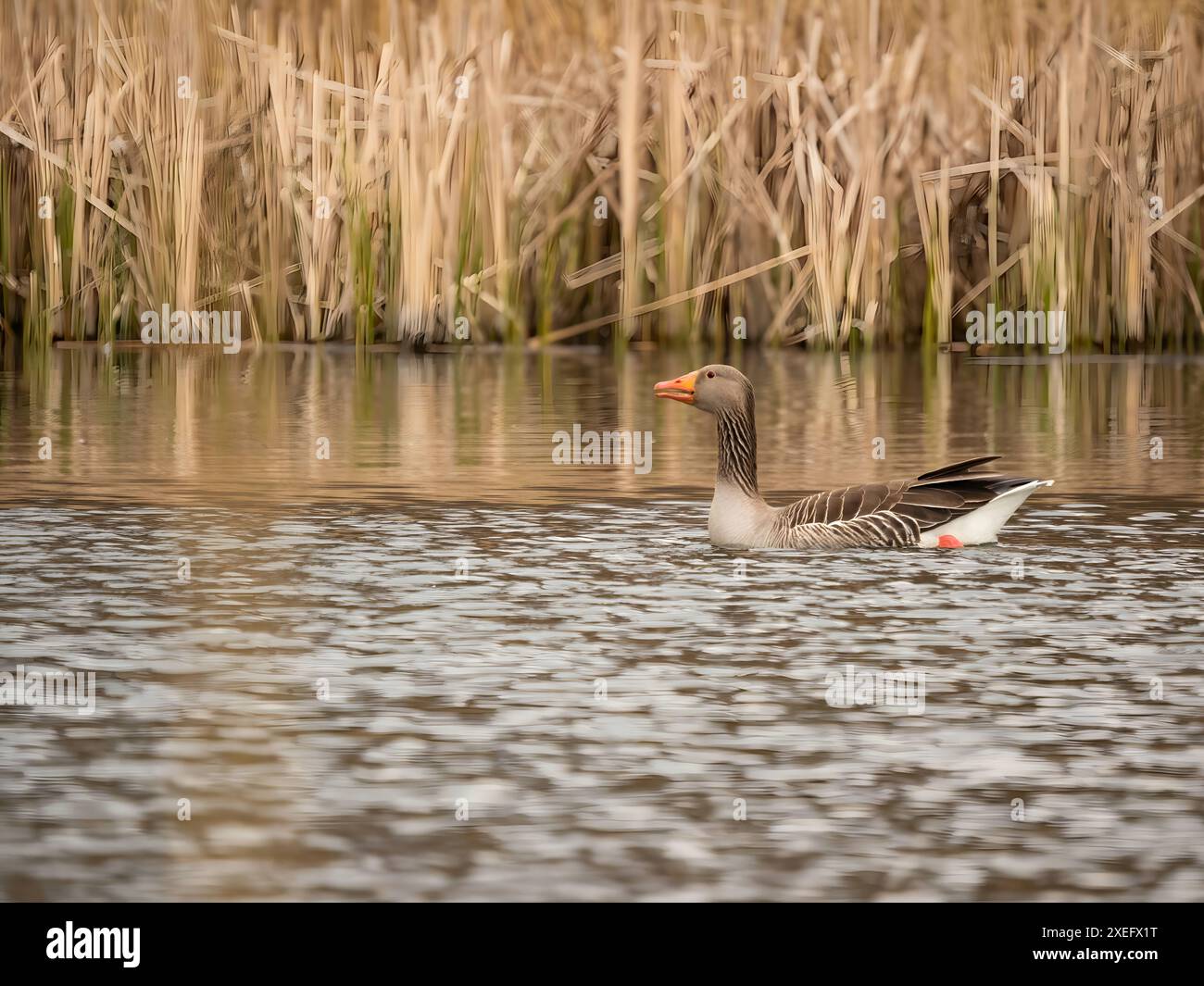 Goose Reed Background walking hi-res stock photography and images - Alamy