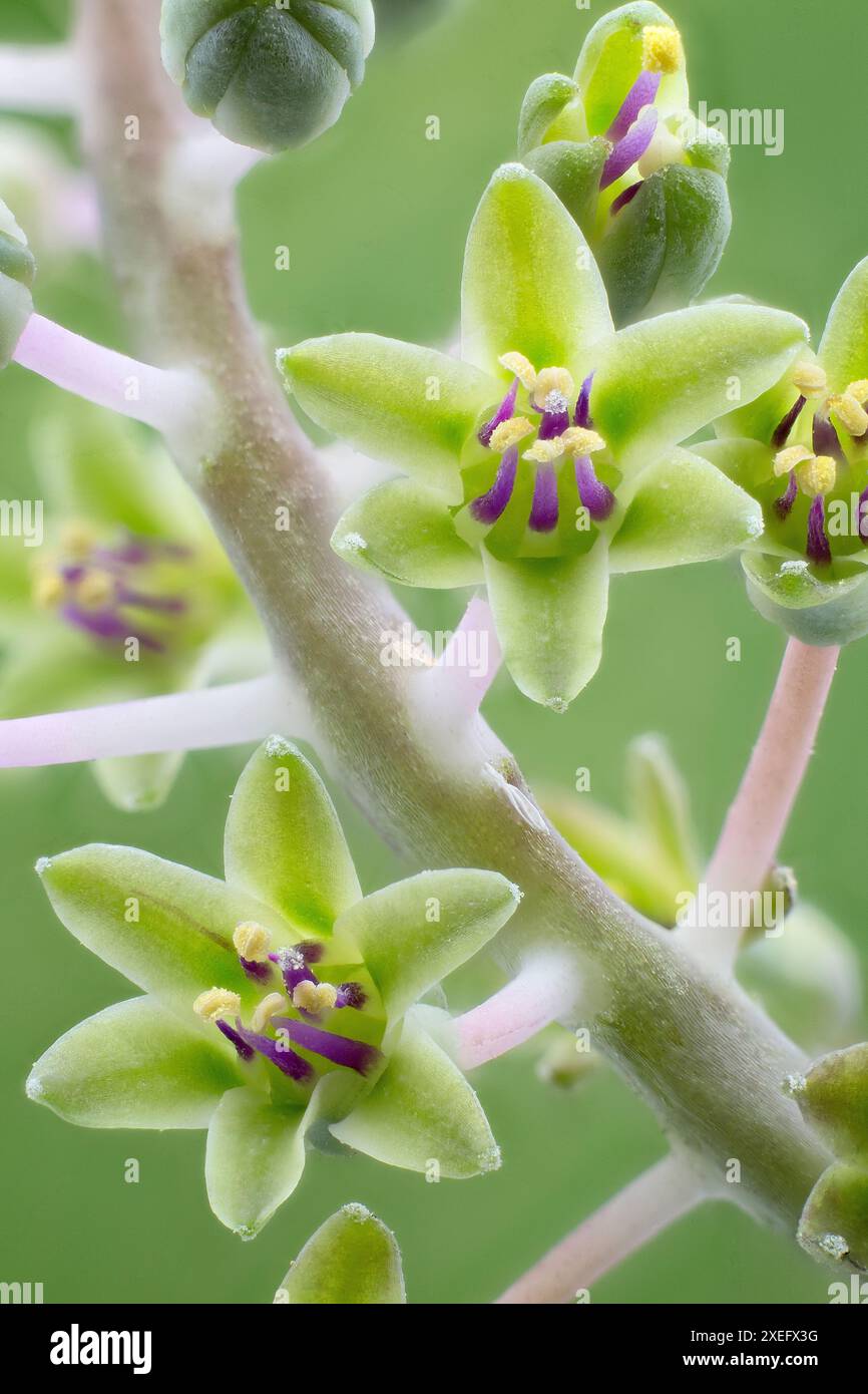 Silver squill (Ledebouria socialis = Scilla violacea), Asparagaceae. Bulbous perennial herb, ornamental plant, green-purple flower. Stock Photo