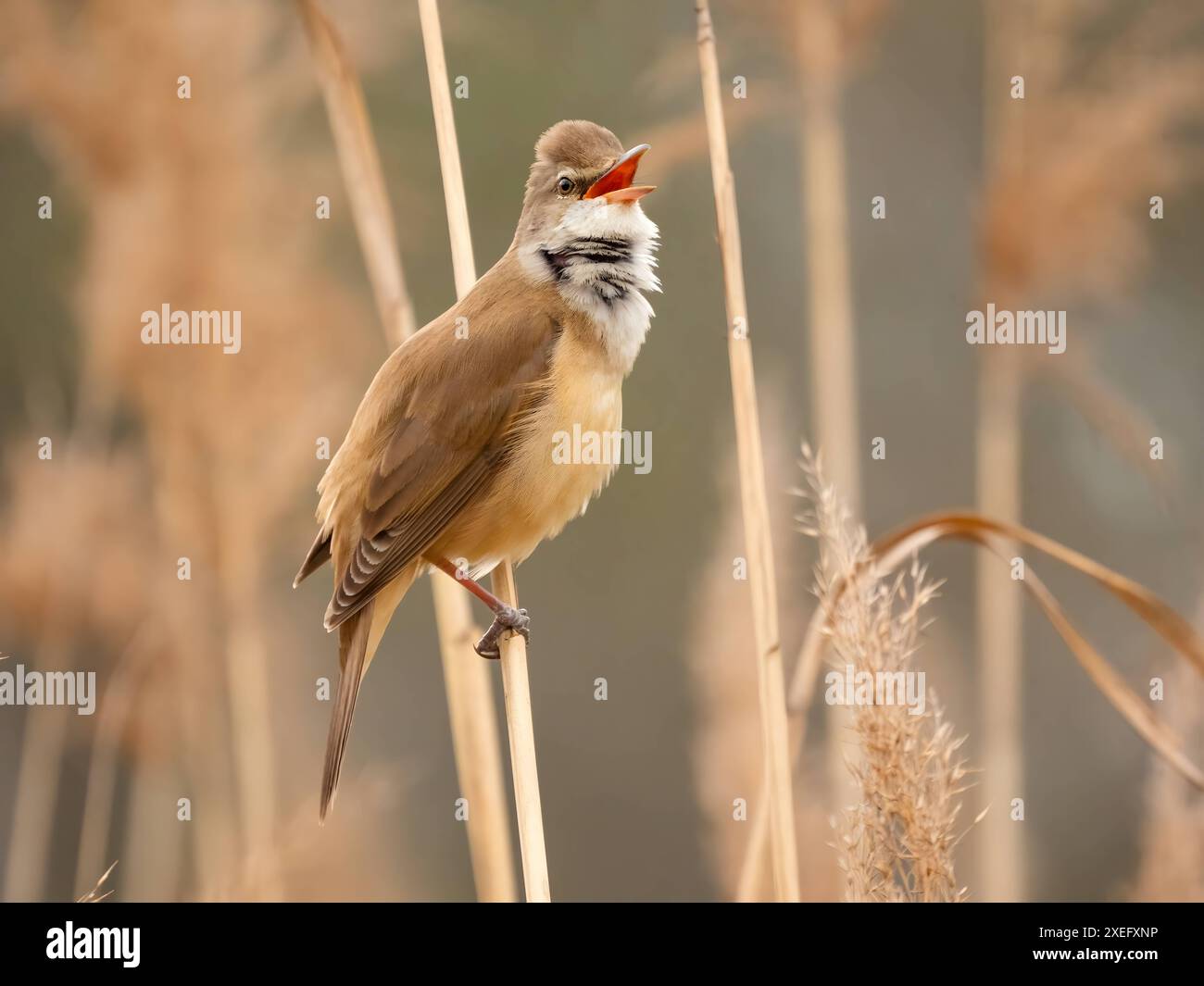 Great reed warbler on dry reeds. Stock Photo