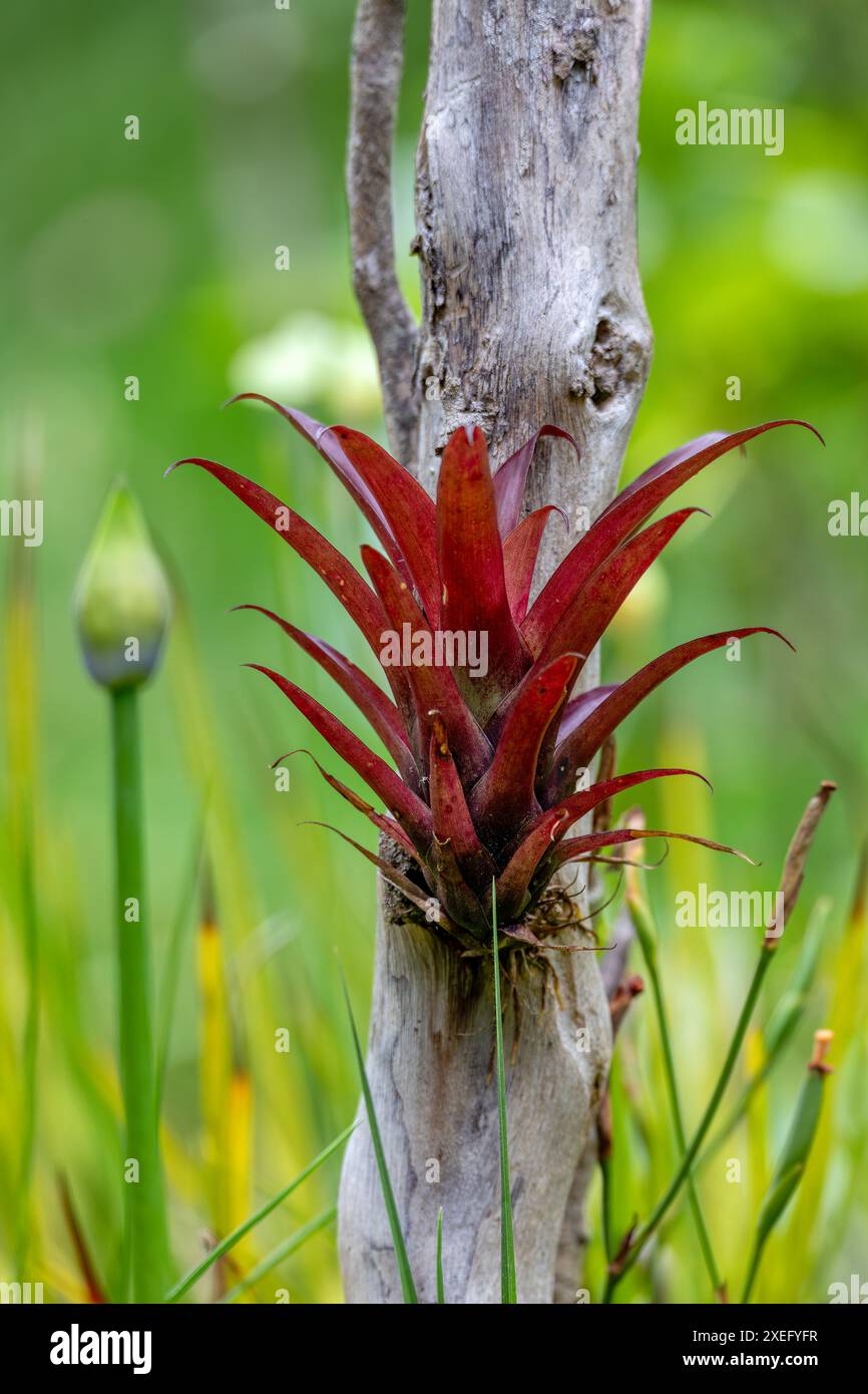 Tillandsia fendleri hi-res stock photography and images - Alamy