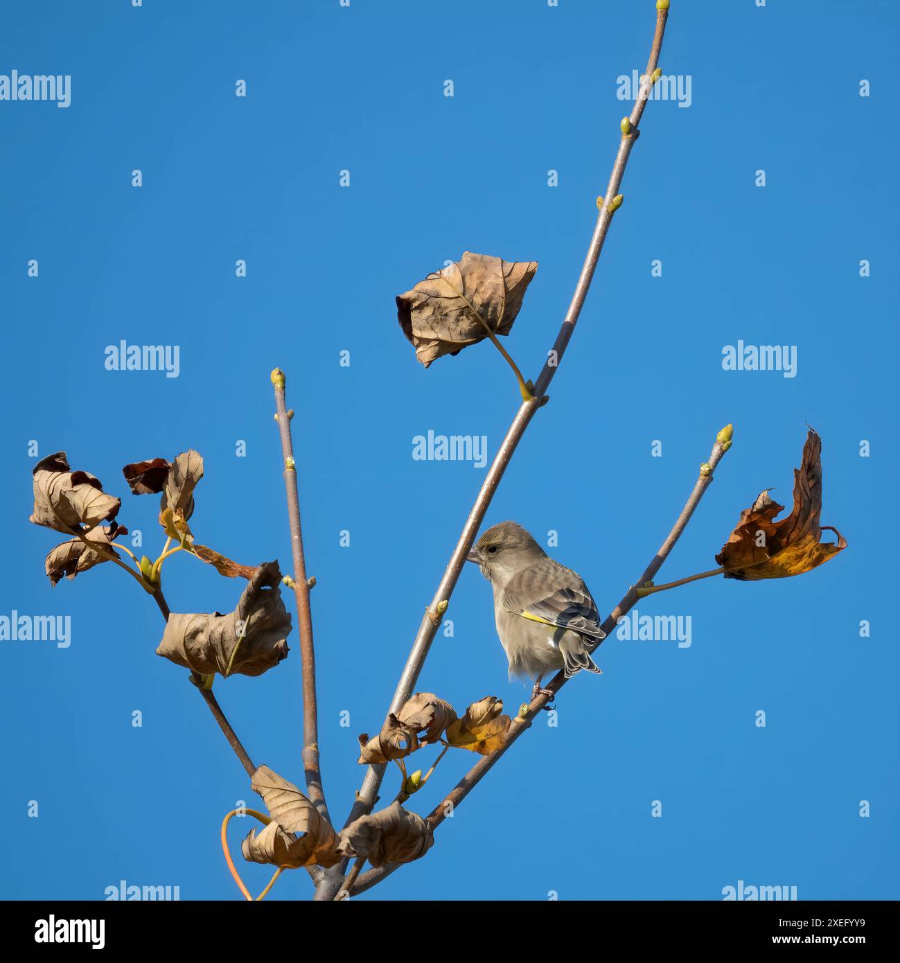 Withered leaves hi-res stock photography and images - Alamy