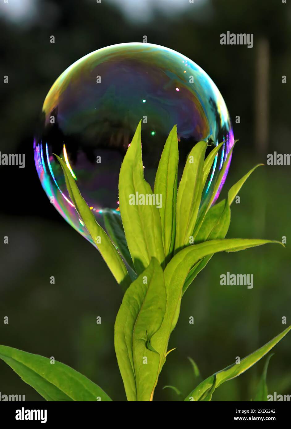 Soap bubbles on green background Stock Photo