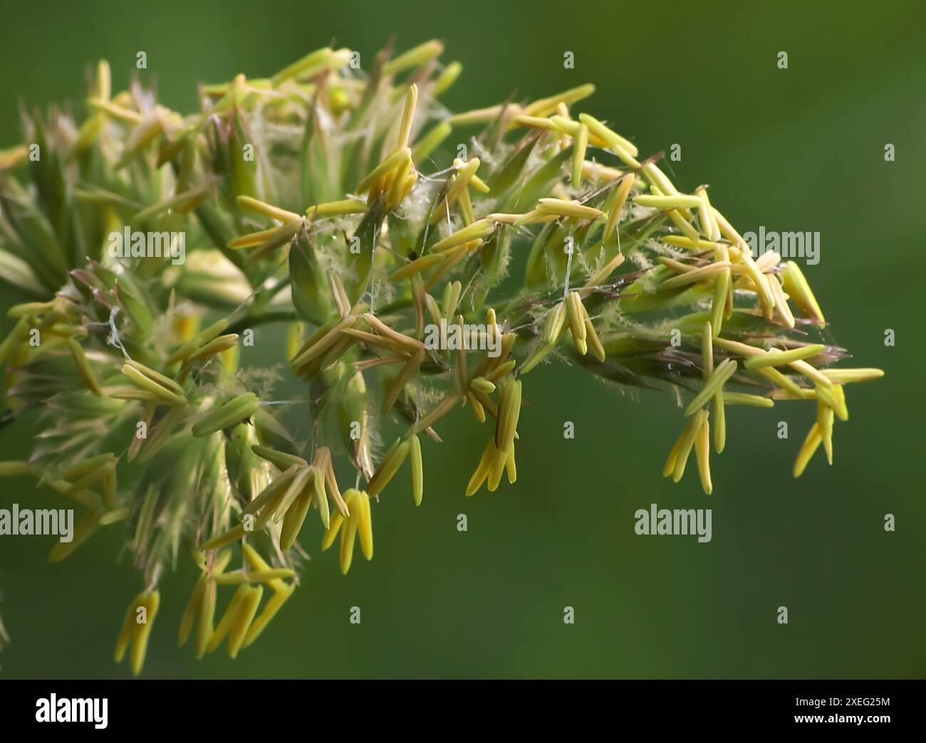 Close up of needles green background Stock Photo