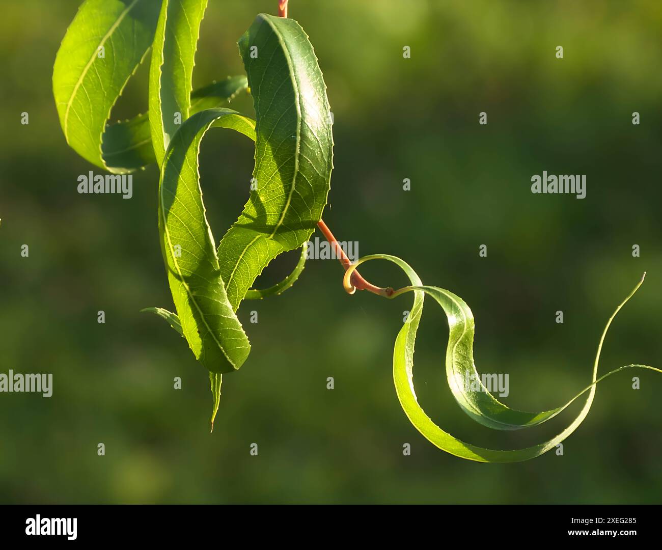 Willow leaves with hi-res stock photography and images - Alamy