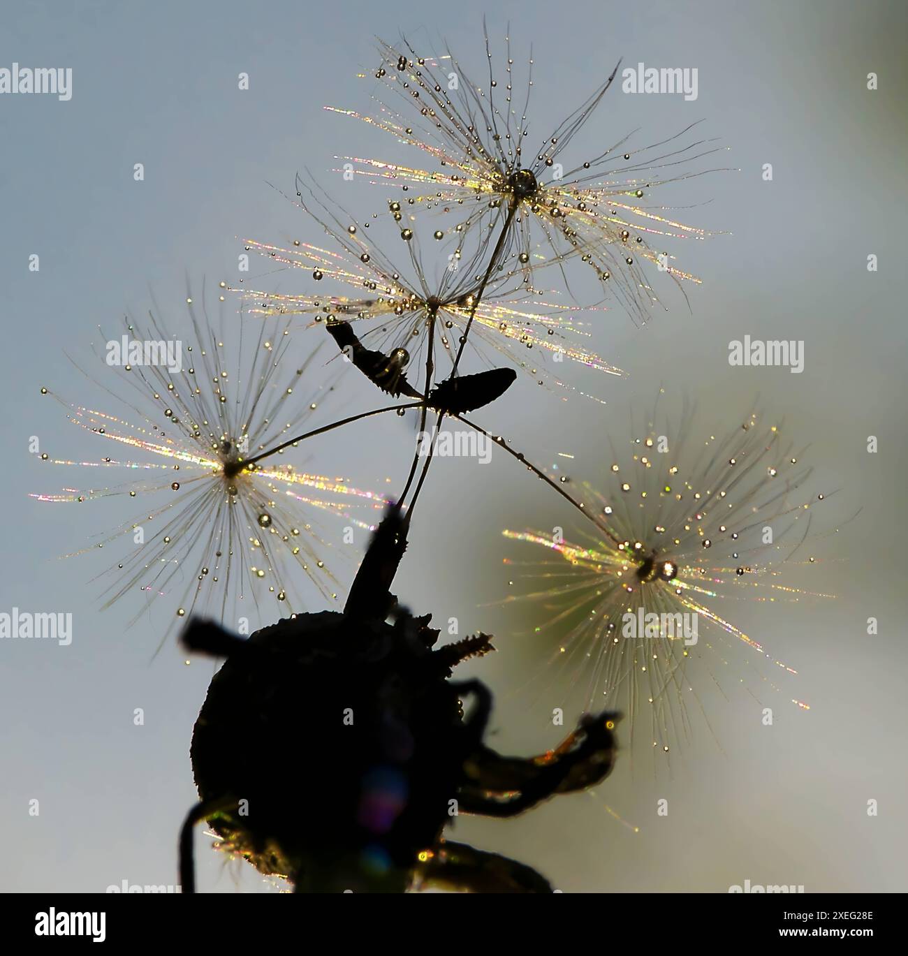 Dandelion with raindrops, bottom view. Stock Photo