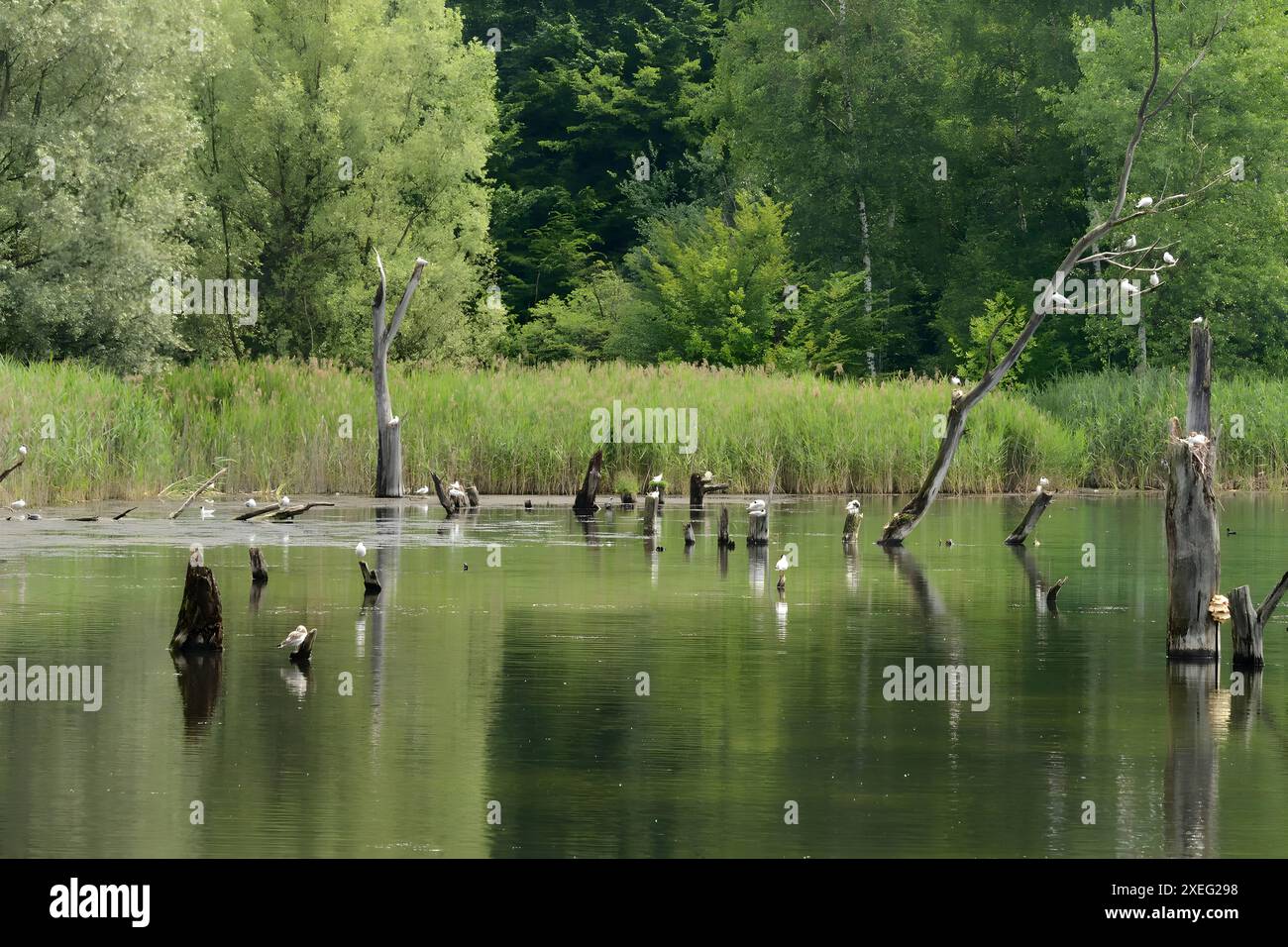 Many black-headed gulls on the water. Stock Photo