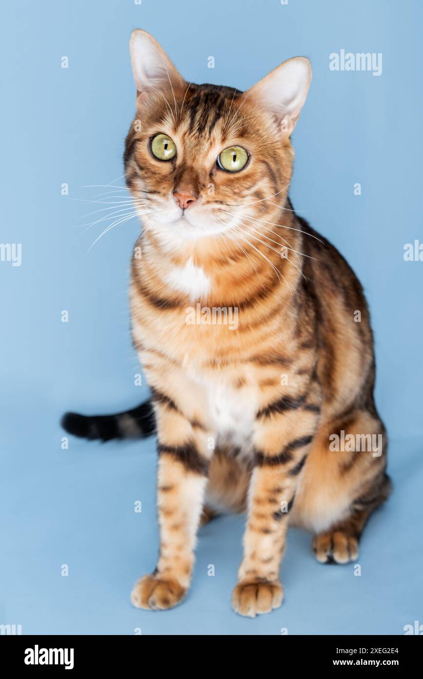 Full length Bengal cat on a blue background Stock Photo - Alamy