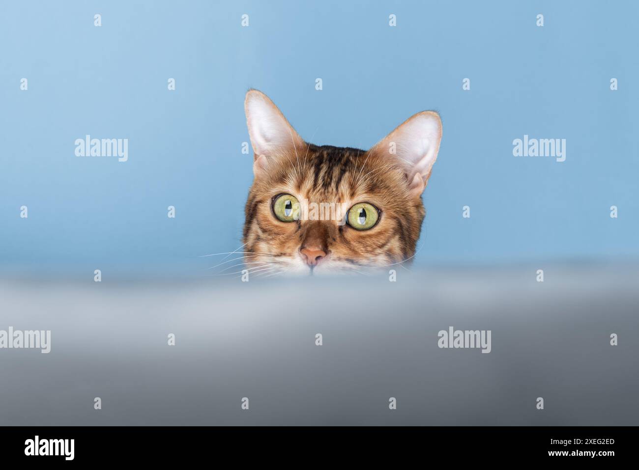 A funny red cat looks out and hides. Stock Photo