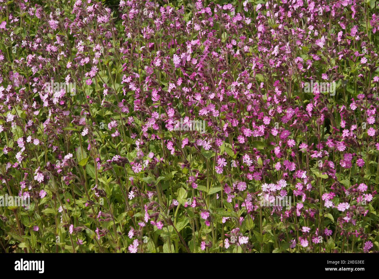 Silene dioica, red campion Stock Photo