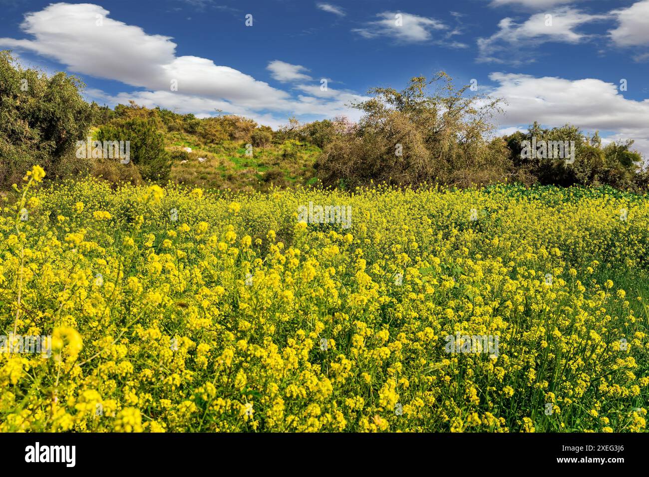 Flowers with yellow center hi-res stock photography and images - Alamy