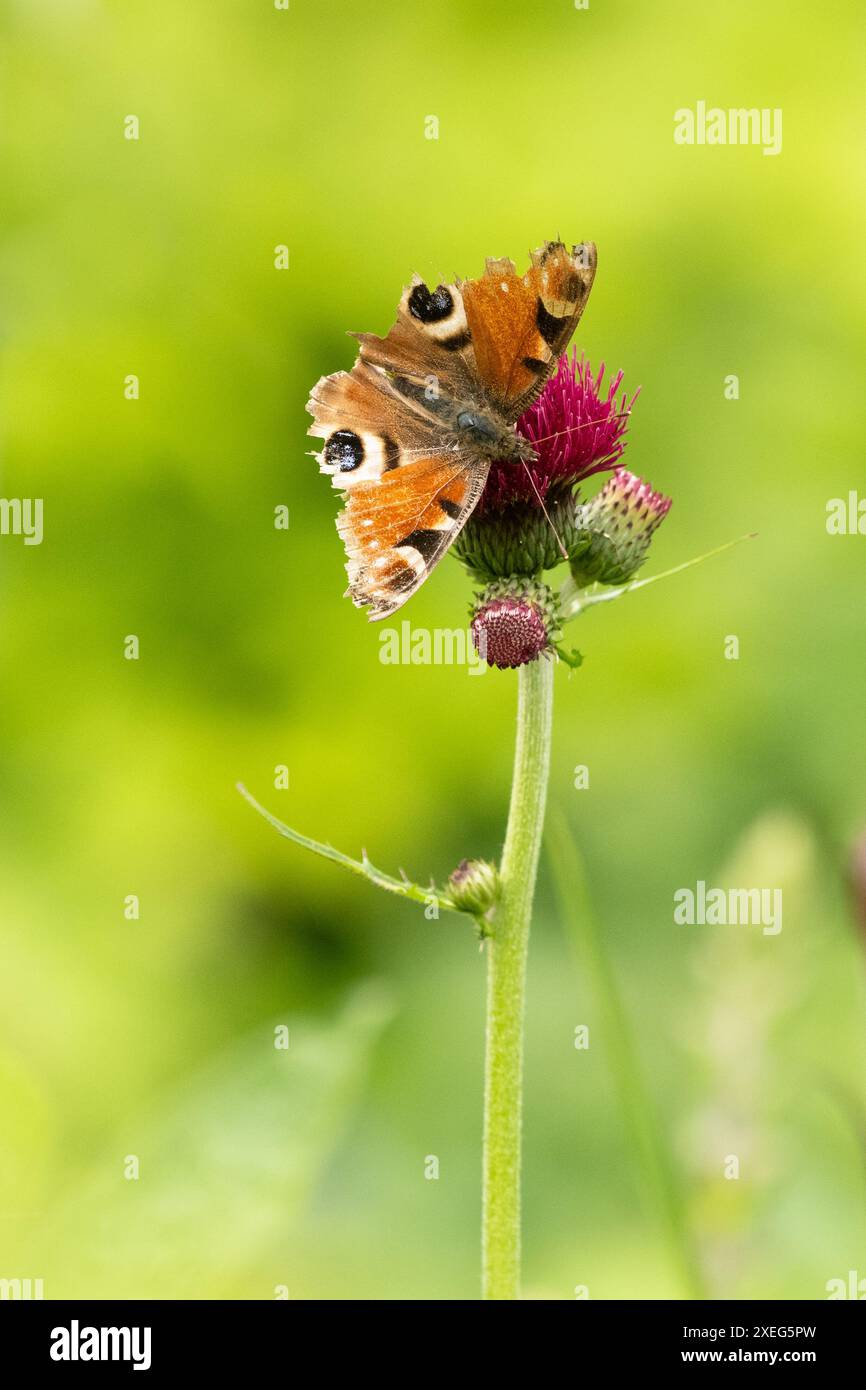 Tattered peacock butterfly on Cirsium rivulare 'Atropurpureum' flower in May, Scotland, UK Stock Photo