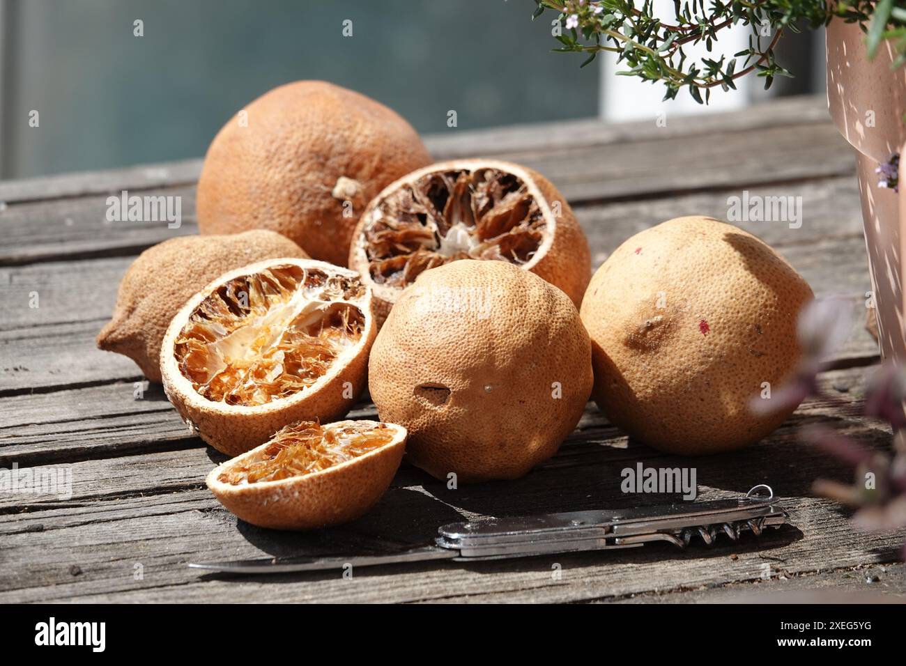 Citrus sinensis, Orangen, dried Stock Photo