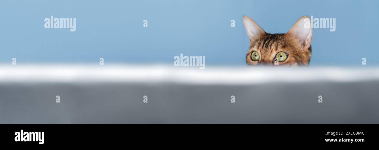 A funny red cat looks out and hides. Stock Photo