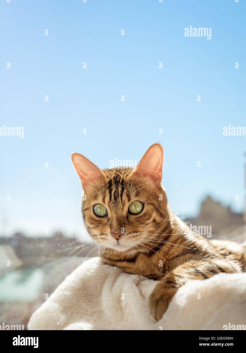 Cute Bengal cat resting on a cat bed near the window at home. Stock Photo