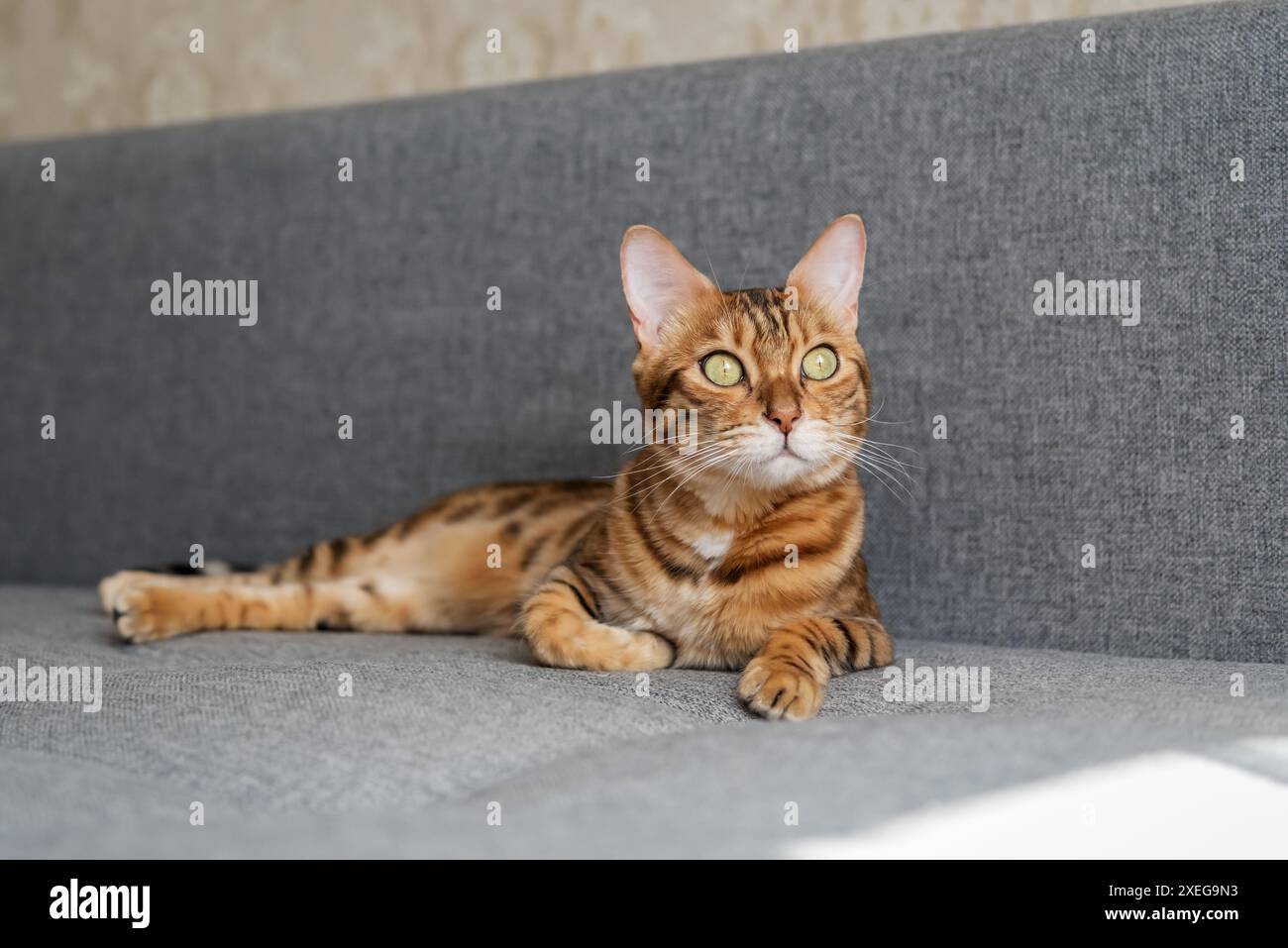 Grey cat lies on sofa hi-res stock photography and images - Alamy