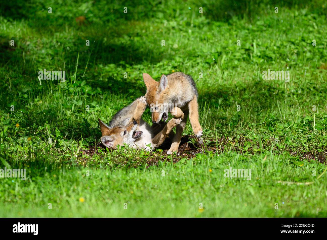 Pair of coyote pups engaged in play fighing in green field in spring Stock Photo