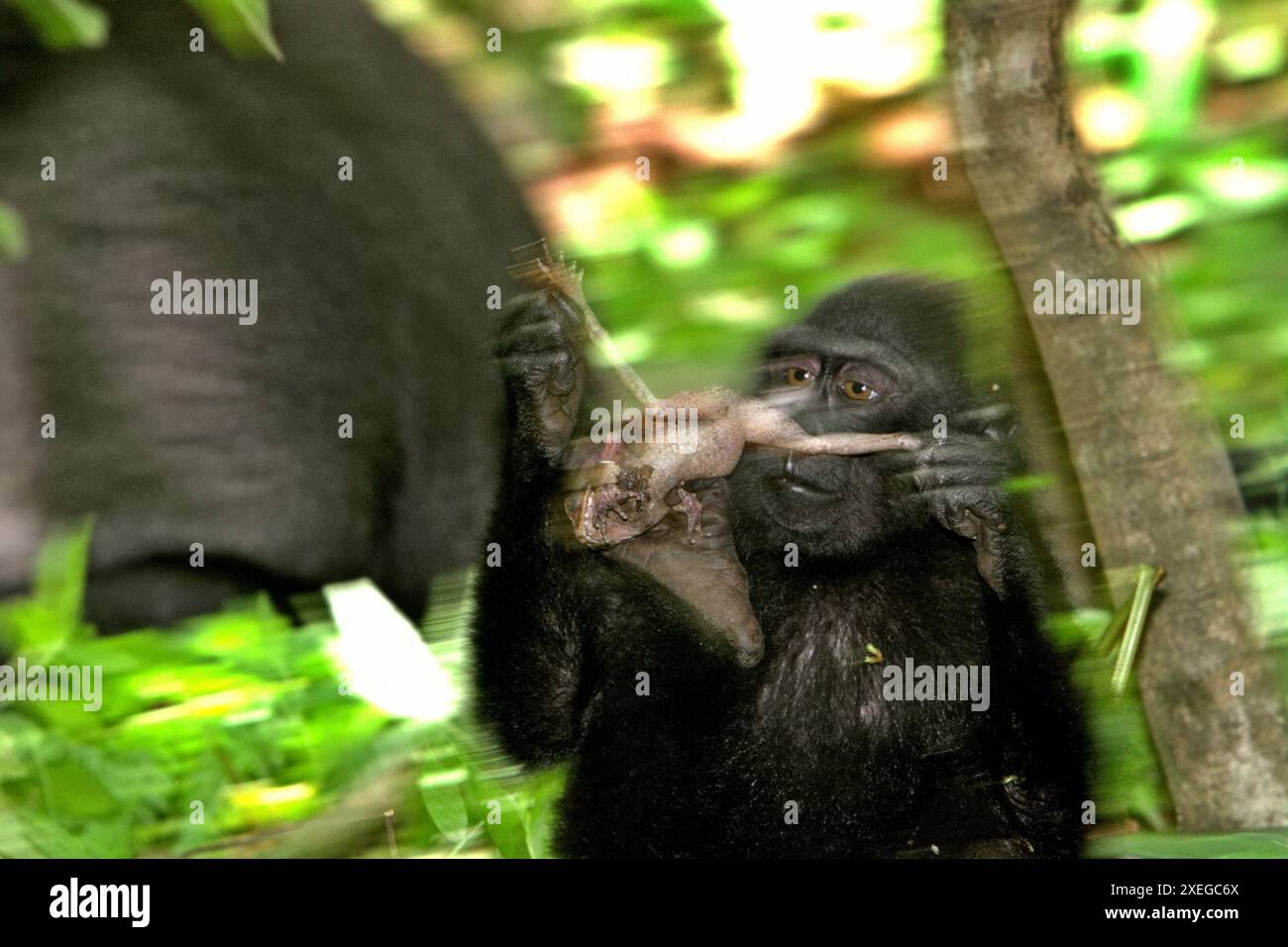 A juvenile individual of Sulawesi black-crested macaque (Macaca nigra) holding a frog, one of its diets according to primatologists. Stock Photo