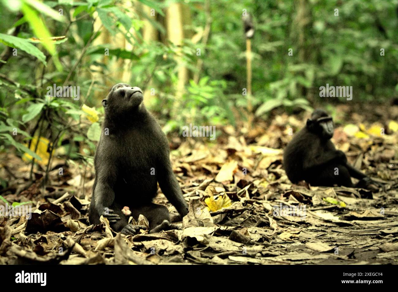 A Sulawesi black-crested macaque (Macaca nigra) looks up as it is sitting on the floor of Tangkoko forest, Nature Reserve, Indonesia. Stock Photo