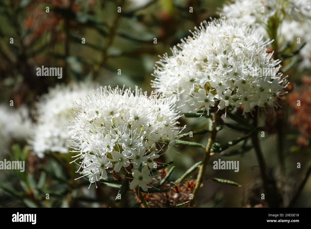 Ledum palustre, Synonym Rhododendron tomentosum, Sumpfporst, marsh labrador tea Stock Photo