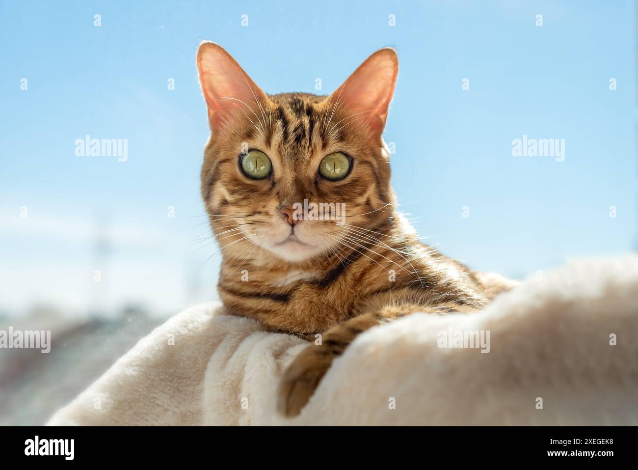 Cute Bengal cat resting on a cat bed near the window at home Stock ...