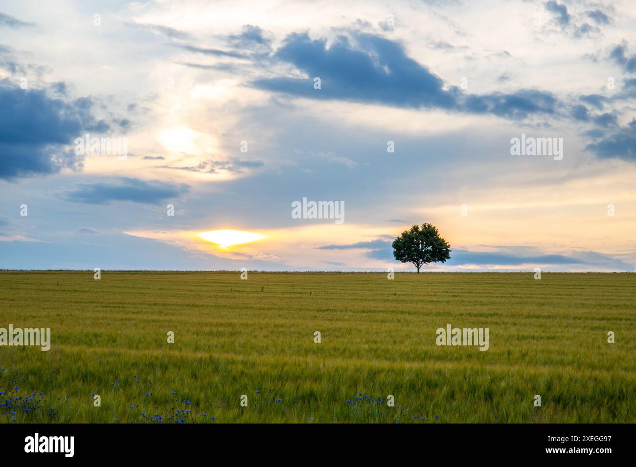 Landscape shot, a wheat field in front of a single tree in the sunset. Taunus, Hesse, Germany. Stock Photo