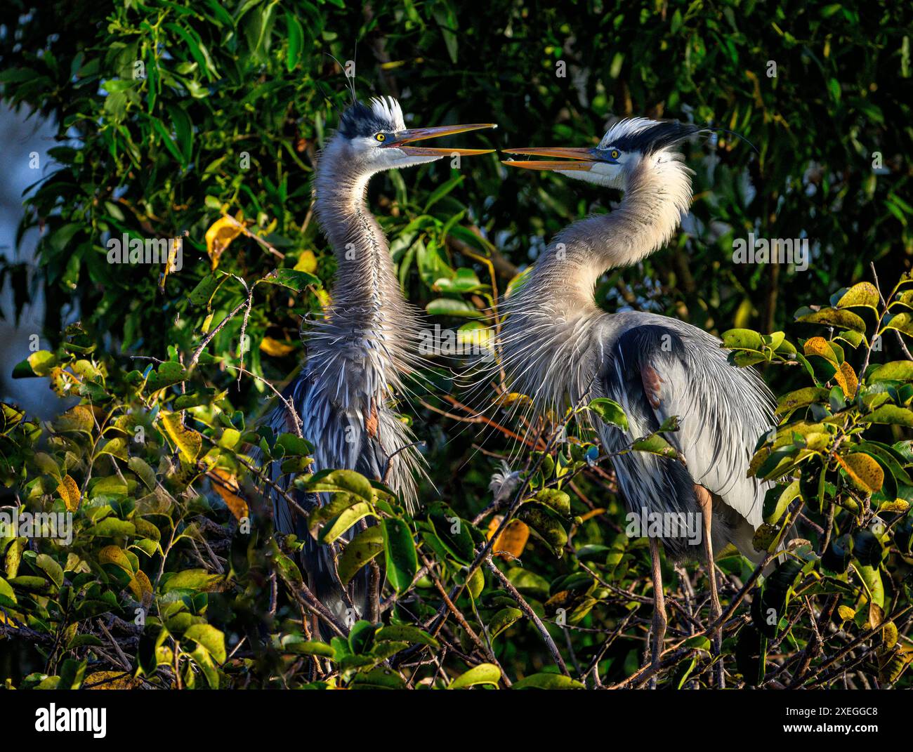 Great Blue Heron Mating Pair in Wakodahatchee Wetlands Stock Photo