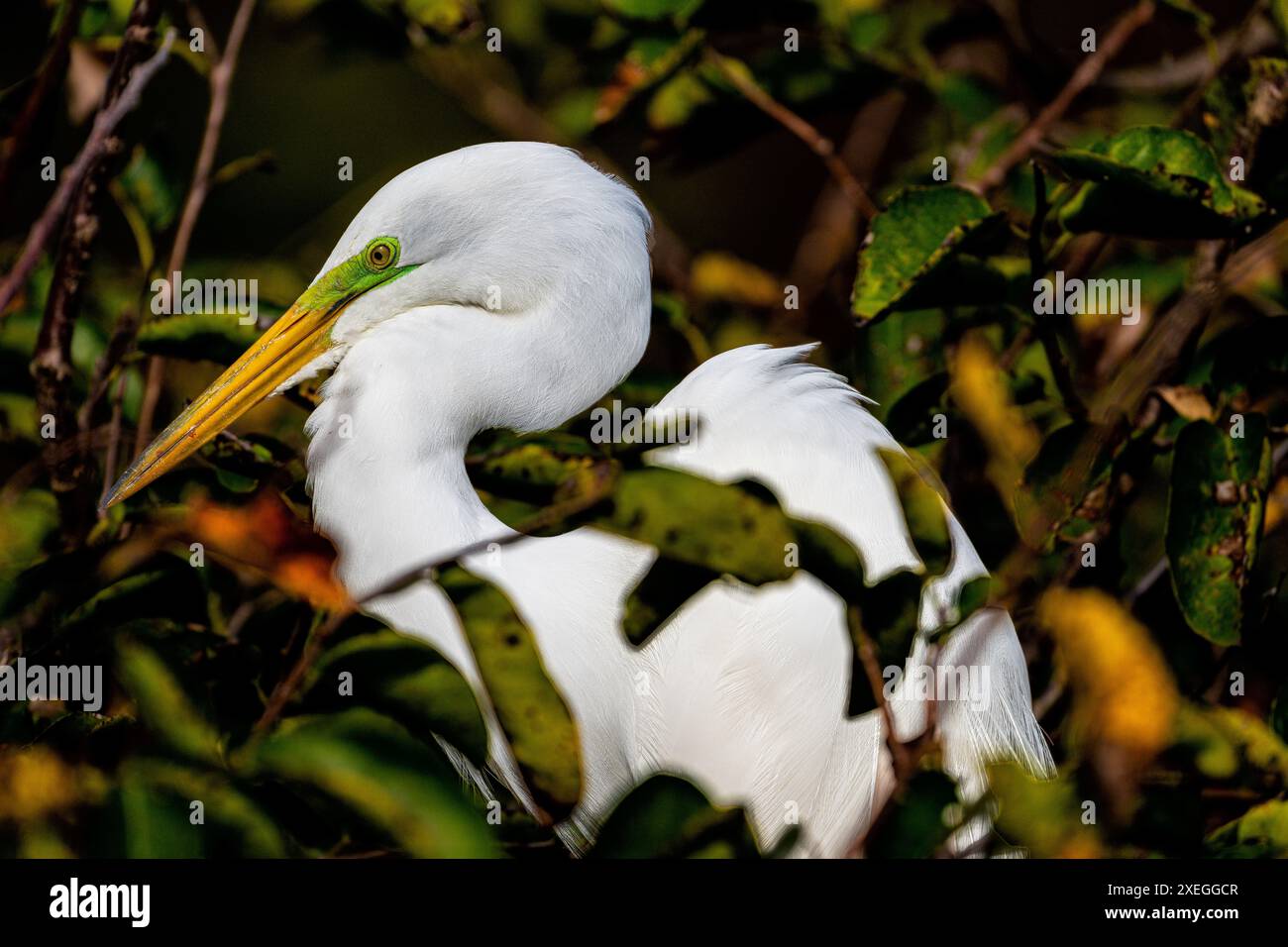 Breeding plumage on Great egret in Wakodahatchee Wetlands Stock Photo