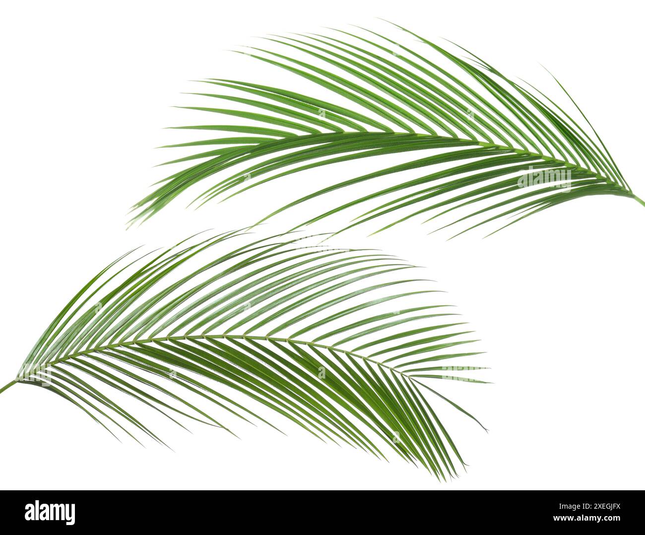 Green coconut palm leaves isolated on white, set Stock Photo