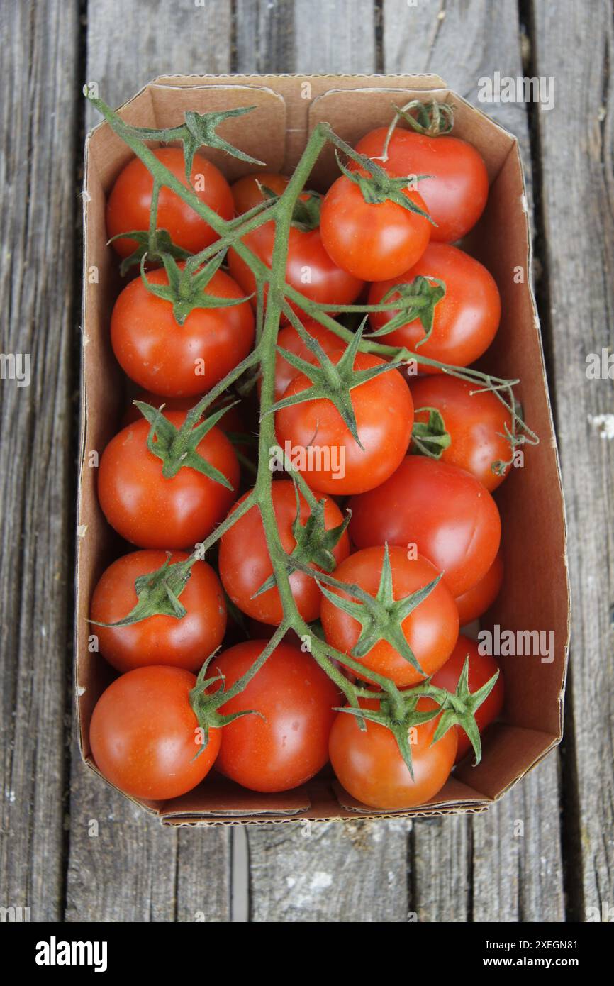 Solanum esculentum, Tomate, tomato Stock Photo