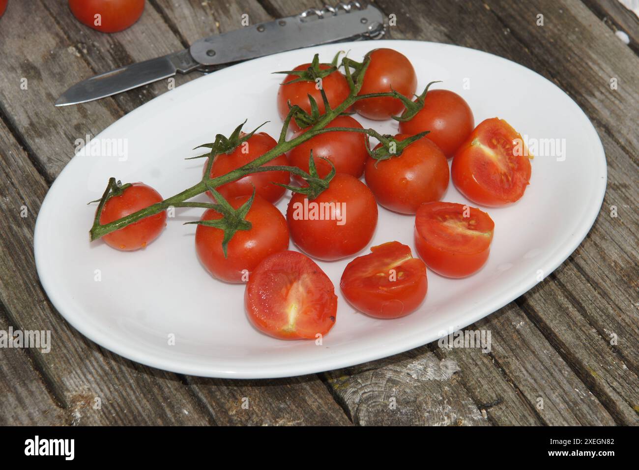 Solanum esculentum, tomato Stock Photo