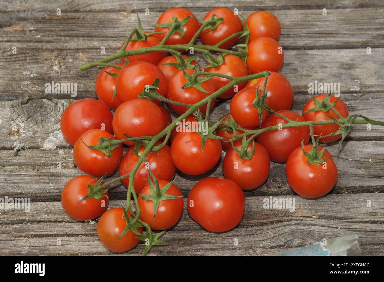 Solanum esculentum, tomato Stock Photo