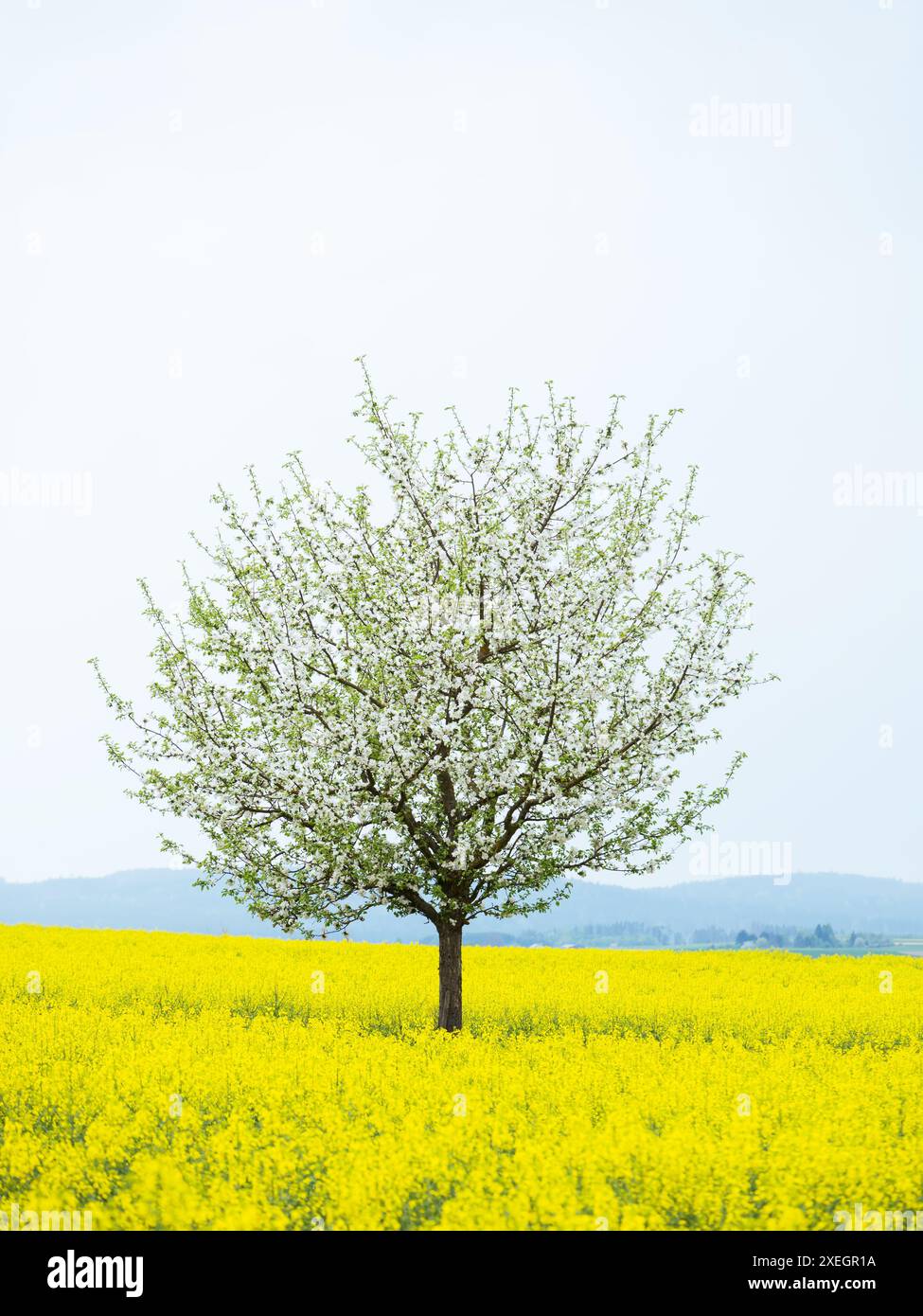 Landscape trees blooming canola hi-res stock photography and images - Alamy
