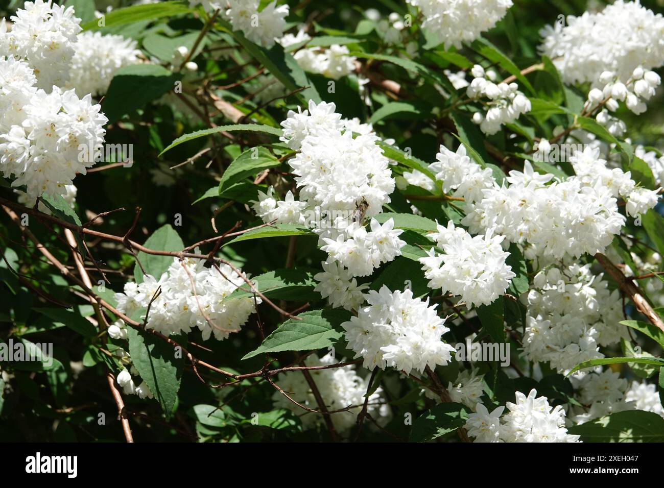 Deutzia, bee Stock Photo