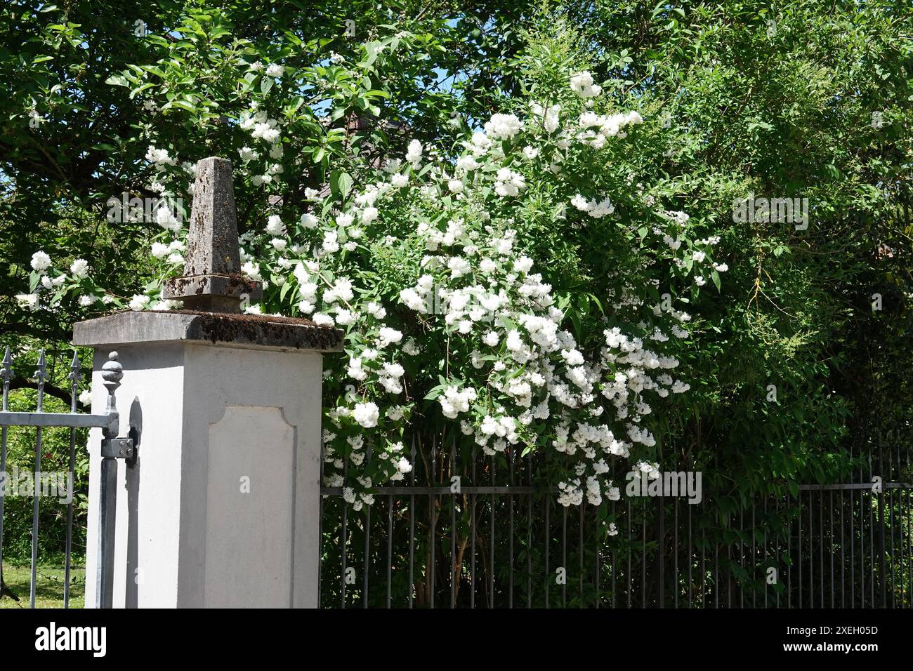 Deutzia Stock Photo