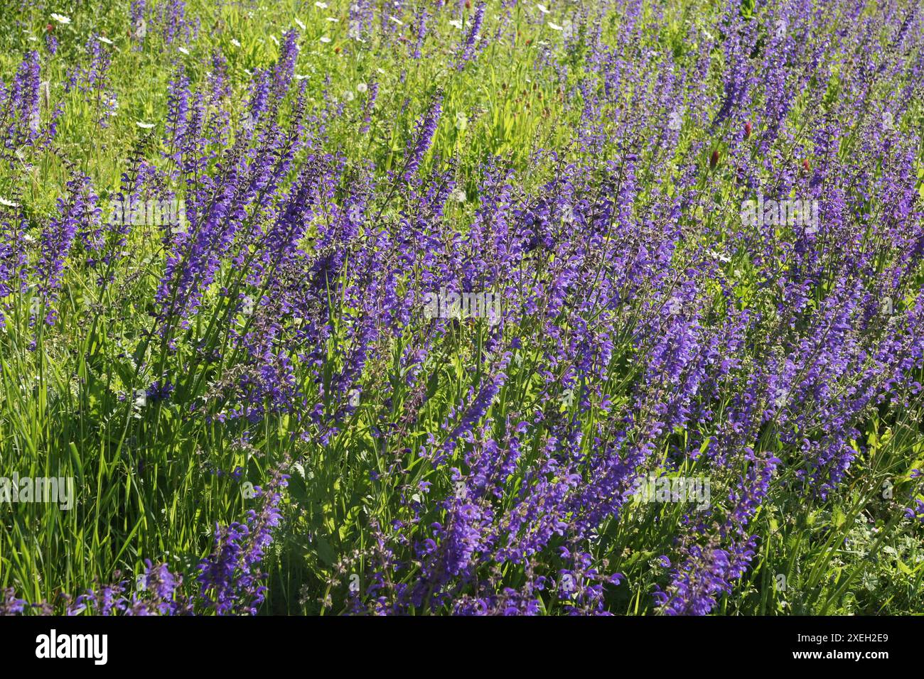 Salvia pratensis, meadow sage Stock Photo - Alamy