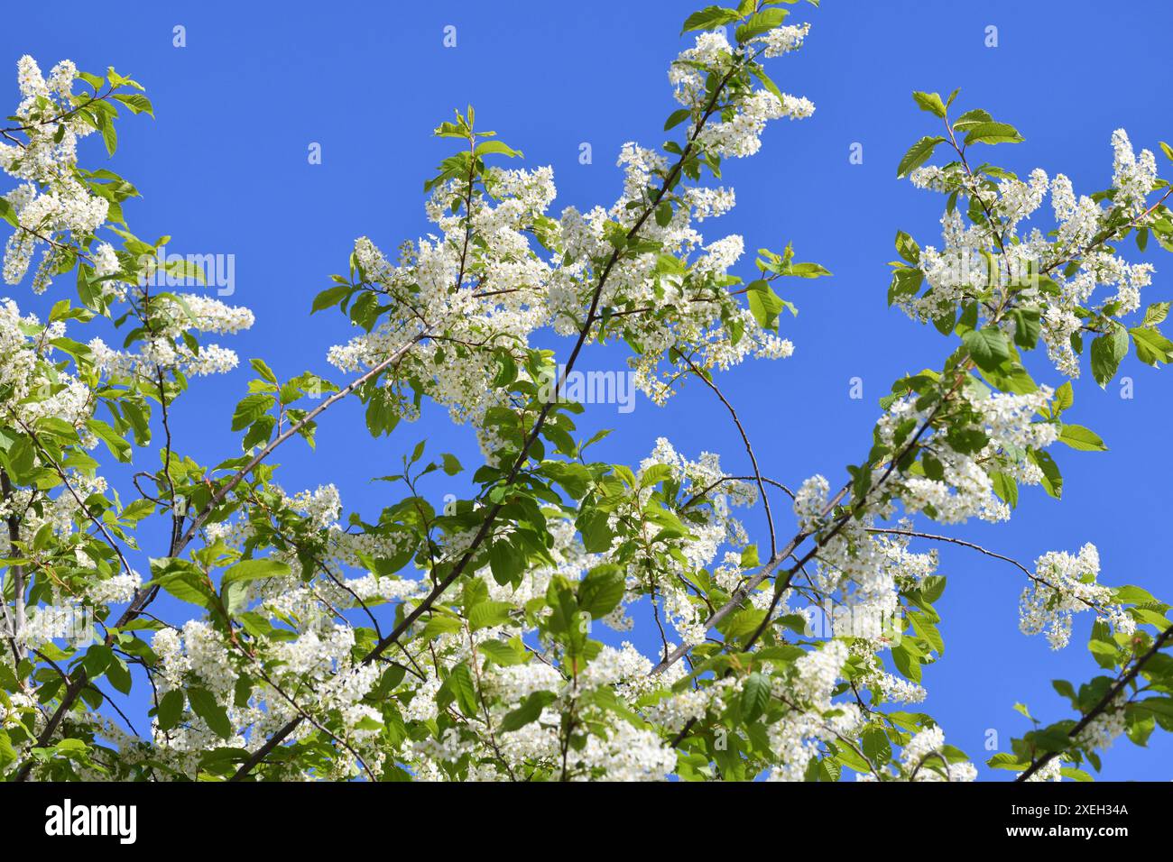 Blooming bird cherry tree against a blue sky Stock Photo