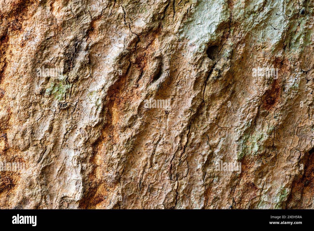 Surface texture of Mangifera indica or Mango tree stem. Stock Photo