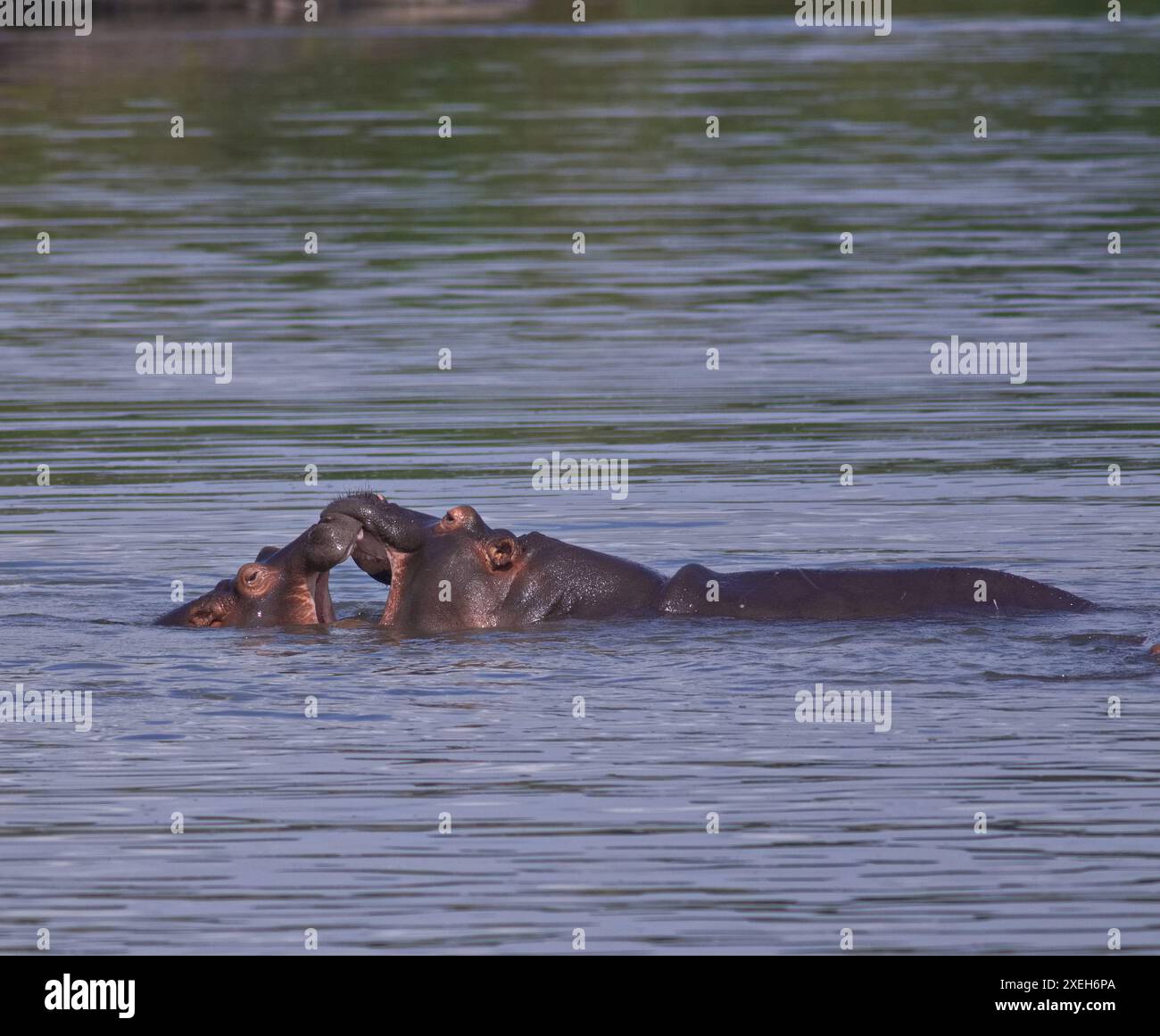 Hippos with their mouths open swimming and floating in the water; Territorial display of two Hippopotamus bulls with their heads out; Kruger Park Stock Photo