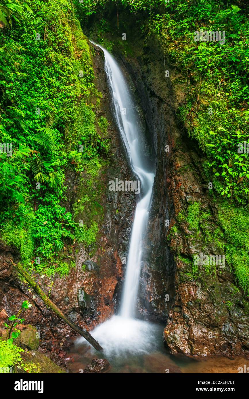 Hanging plants waterfall hi-res stock photography and images - Alamy