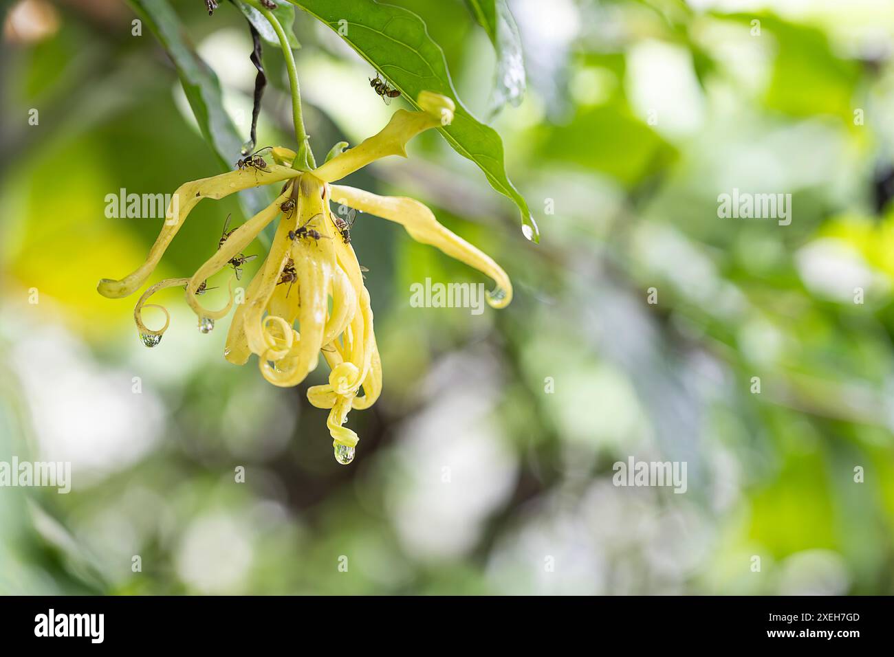 Close-up of a yellow flower ( Desmos chinensis ) covered in dewdrops, with ants crawling on it, highlighting nature's intricate interactions. Stock Photo