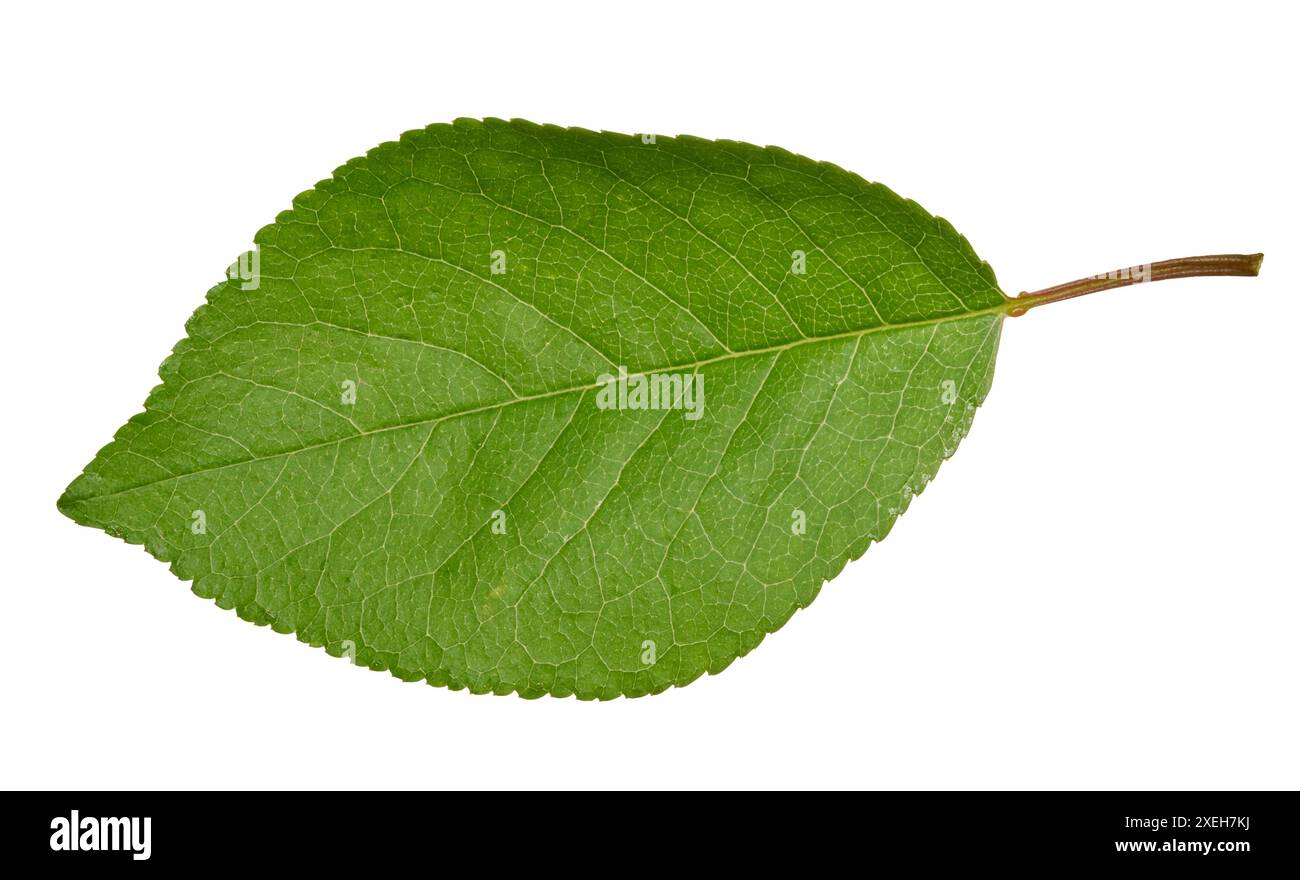 Green cherry leaf on white isolated background Stock Photo