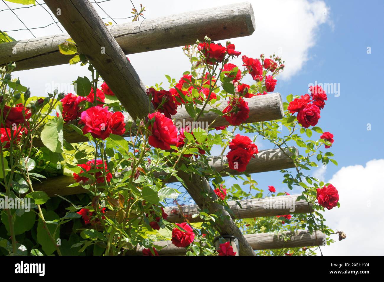 Rosa Sympathie, Climber rose Stock Photo