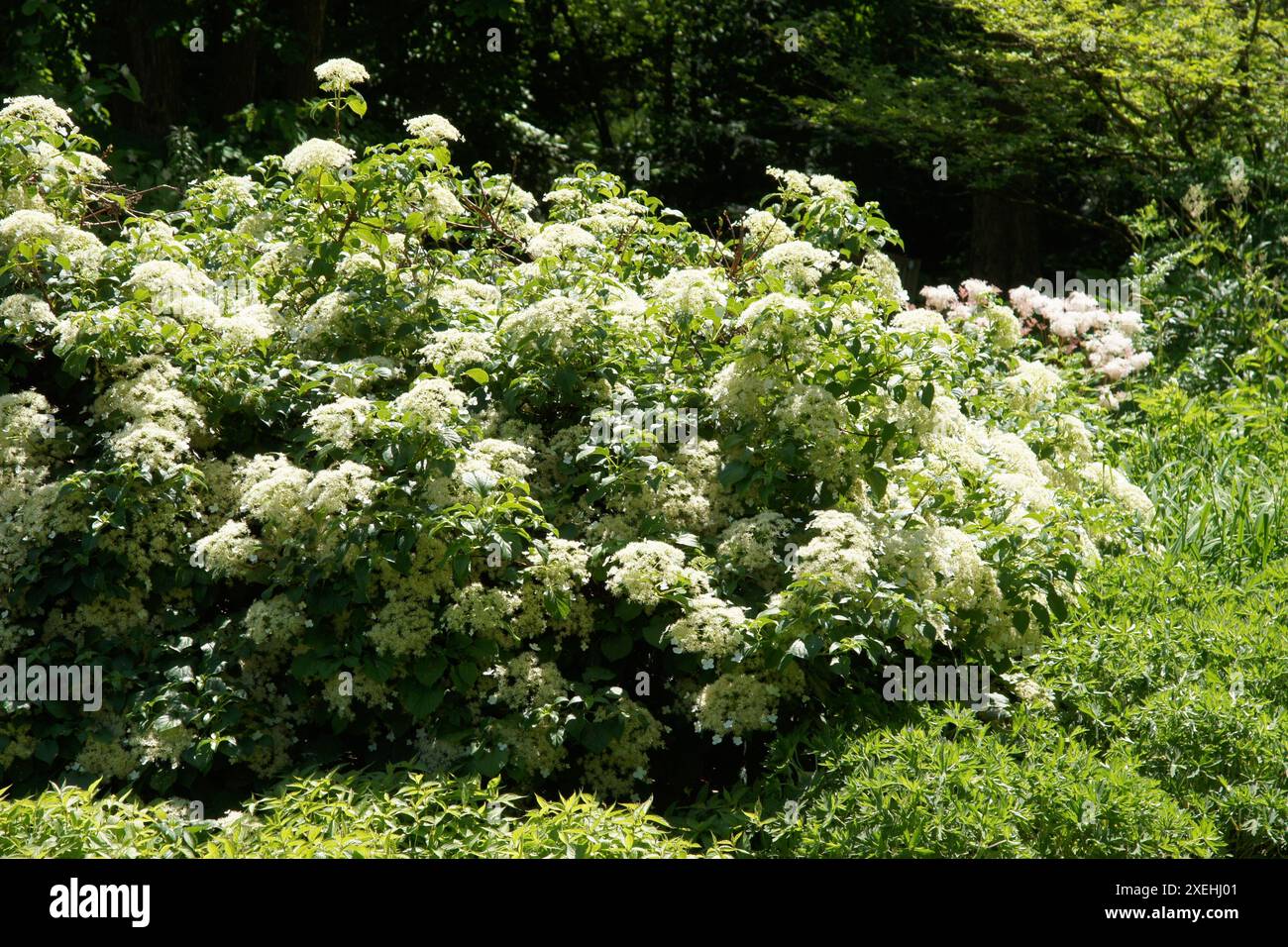 Hydrangea petiolaris, climbing hydrangea Stock Photo